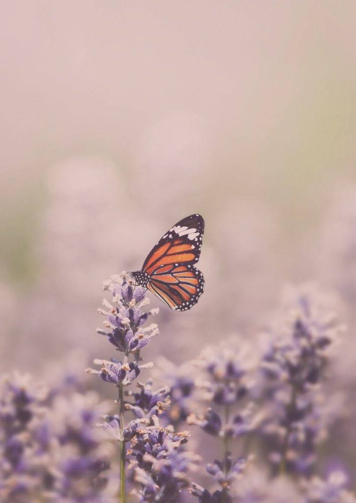 mariposa mesa de trabajo 1